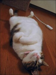 cat_24_06_07_005