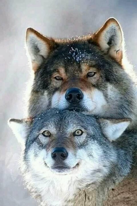 wolfs-1