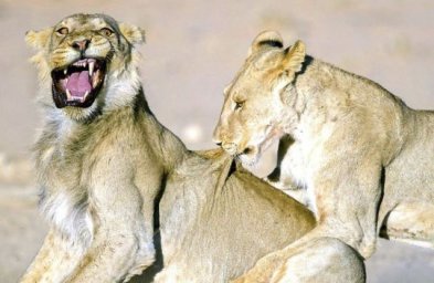 lions-3