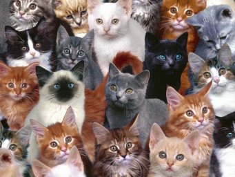 cat_007