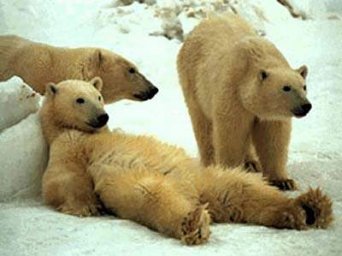 prikols_com_ru_med