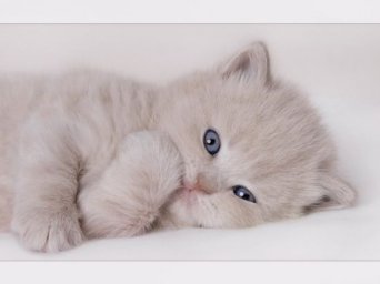 pusy_cat_03