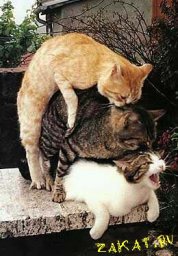 groupp